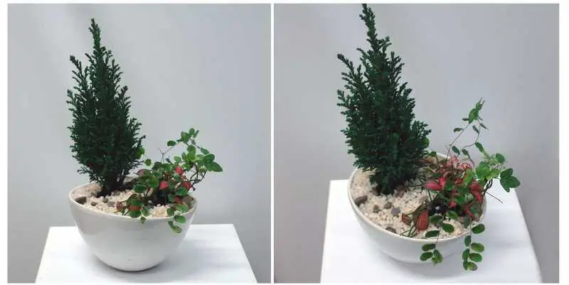 Композиция с Кипарисом